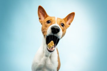 Basenji