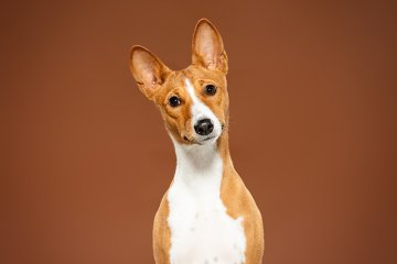Basenji