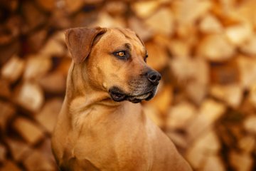 Rhodéský ridgeback