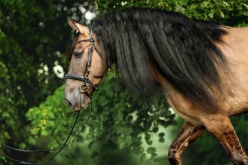 Troyan Stables