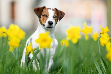 Jack Russell Teriér