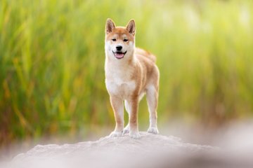 Shiba inu