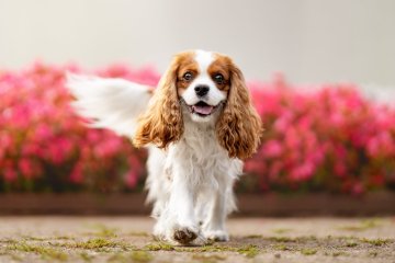 Kavalír King Charles španěl
