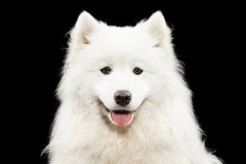 Samojed