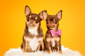 Čivavy a čínský chocholatý pes