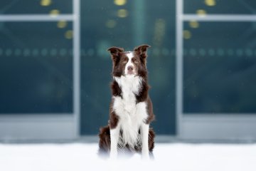Border kolie