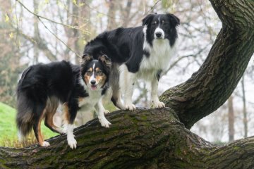 Border kolie