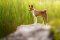 Basenji