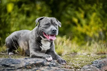 Americký pitbulteriér