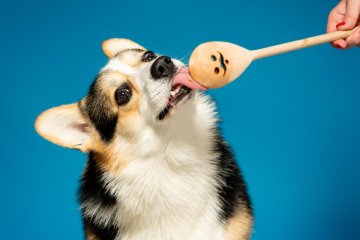 Welsh Corgi Pembroke
