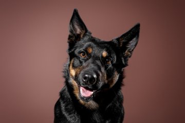 Australská kelpie