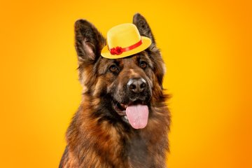 Němečtí ovčáci dlouhosrstí