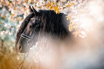 Focení koní - Počet fotografií - 5 ks