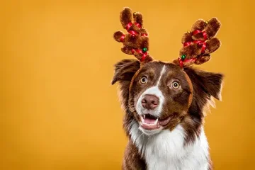 Vánoční fotografování I.