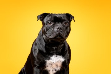 Stafordširský bulteriér