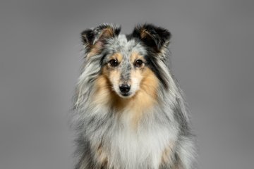 Šeltie a galgo