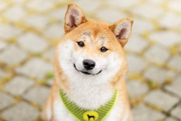 Shiba inu