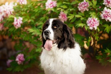 Landseer