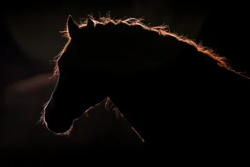 Welsh Cob v Ostružné