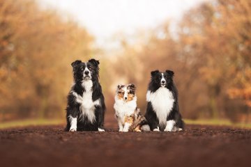 Border kolie a šeltie