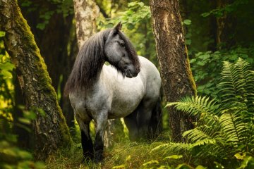Darsy's Roan