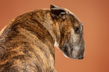 Bulteriér