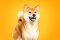 Shiba inu