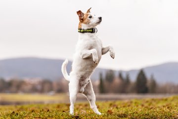 Jack Russell teriér