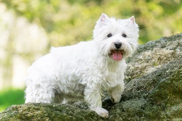 West Highland White Terrier