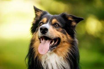 Border kolie