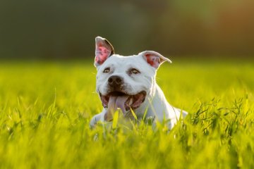 Americký stafordšírský teriér