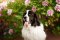 Landseer