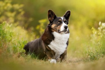 Welsh Corgi Cardigan