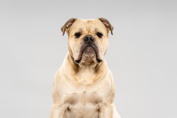 Kontinentální buldog
