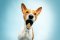 Basenji