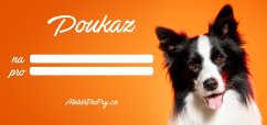 Poukaz na focení psů v ateliéru