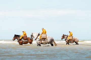 Garnaalvissers te paard