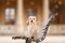 Kříženec