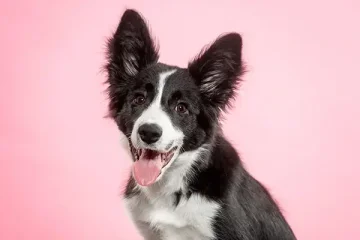 Border kolie