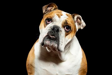 Anglický buldog