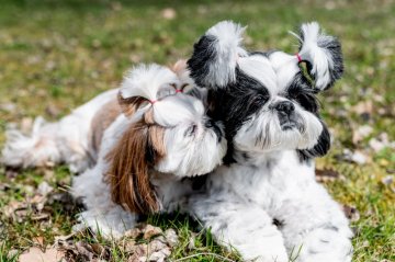 Shih Tzu