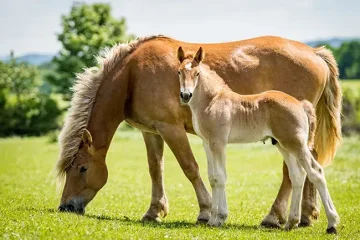 Rodinná stáj Pičín