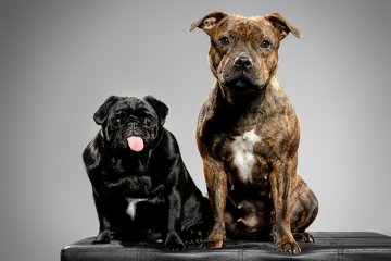 Mops a stafordšírský bulteriér