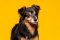 Welsh Corgi Pembroke