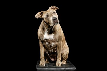 Americký pitbulteriér