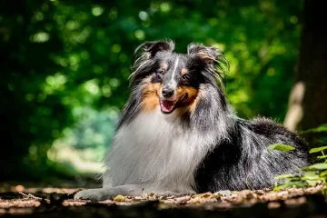 Šeltie