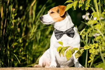 Jack Russell Teriér