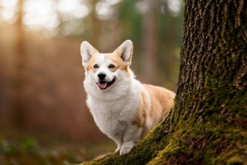 Welsh Corgi Pembroke
