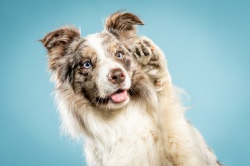 FOR PETS 2023