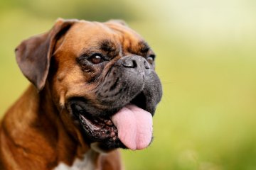 Německý boxer